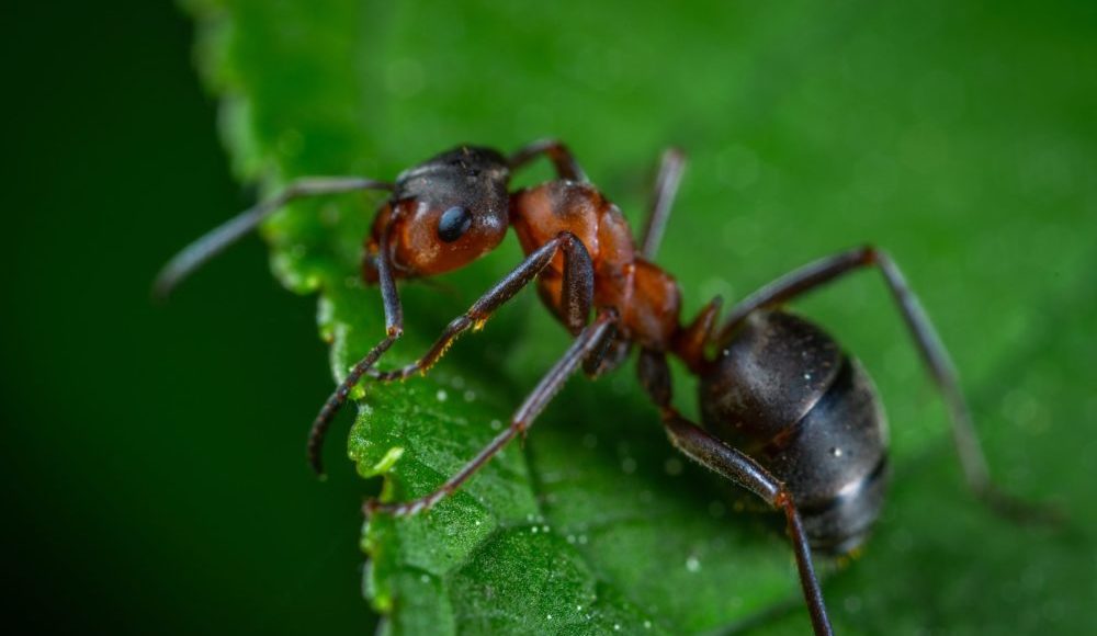 Schädlingsexperte Ameisenkaempfung